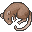 ドブネズミの死骸