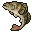 コクチバス