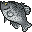 ブラッククラッピー