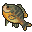 グリーンサンフィッシュ