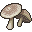 キノコ